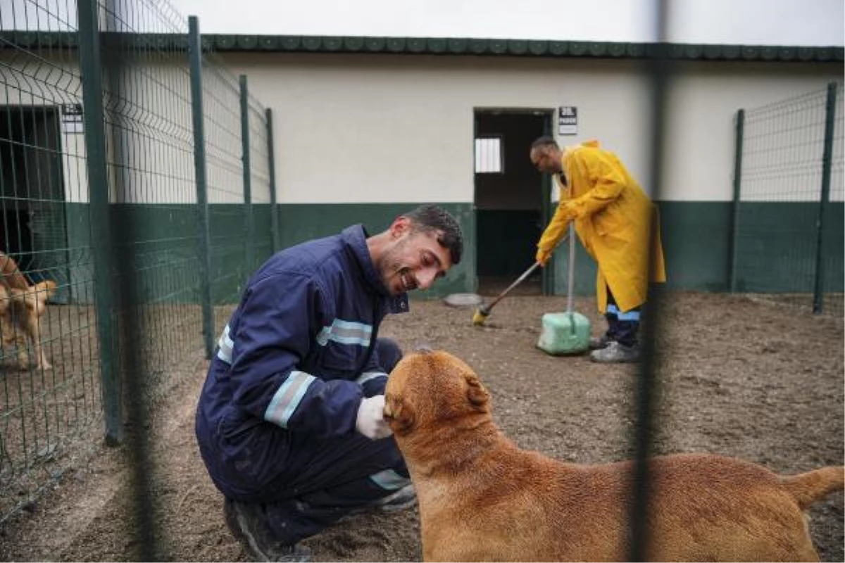 ÖMÜR BOYU BARINAKTA KALACAK TEHLİKELİ KÖPEKLERE \'UYUM\' EĞİTİMİ