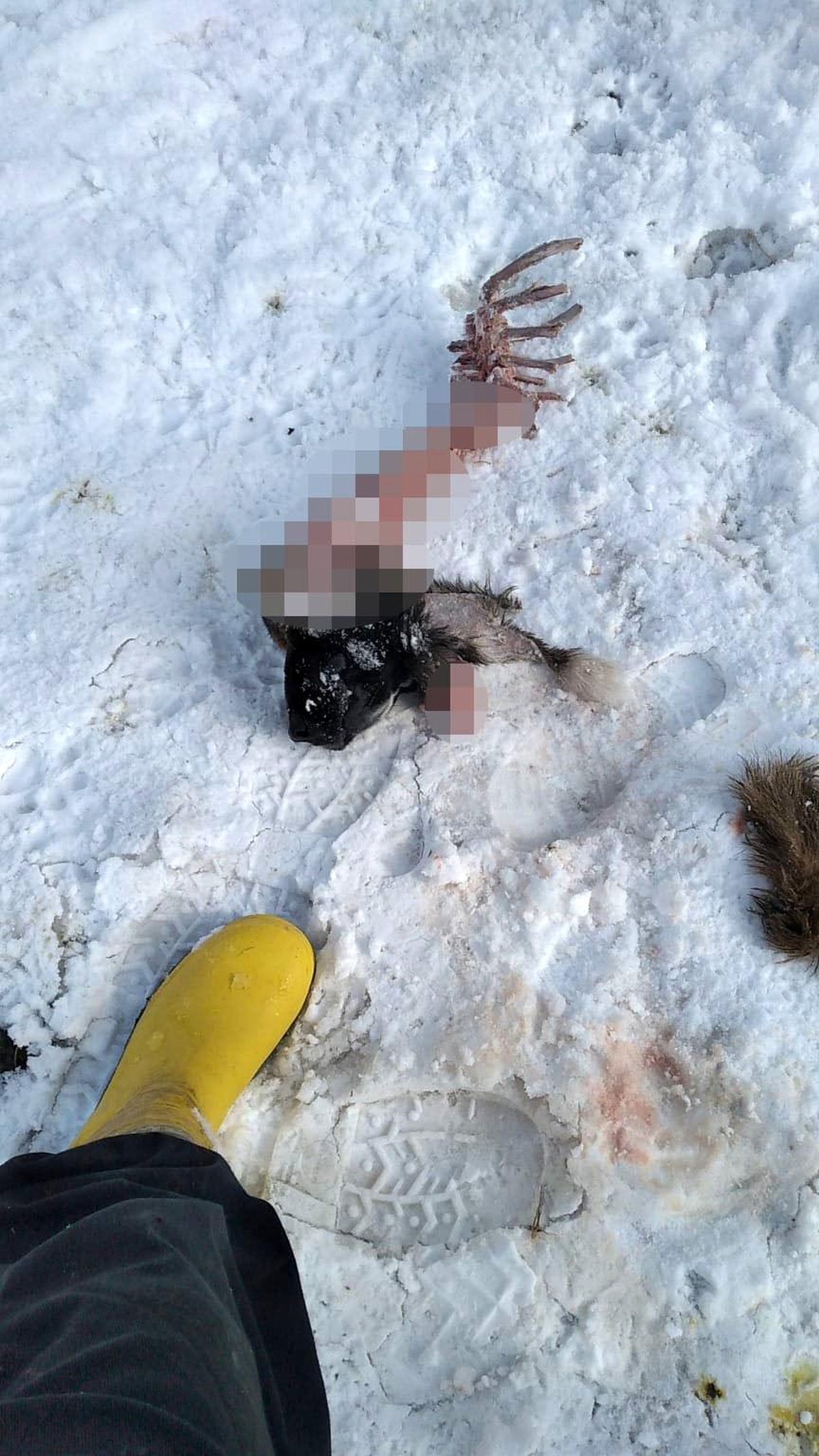 Şehre inen aç kurtlar köpeği parçaladı