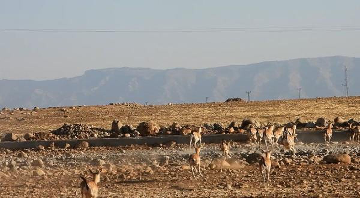 120 wild animals released into the nature