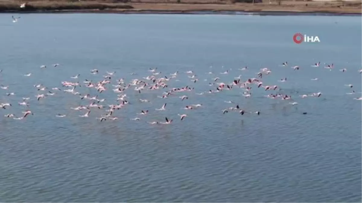 Flamingoların muhteşem kış dansı