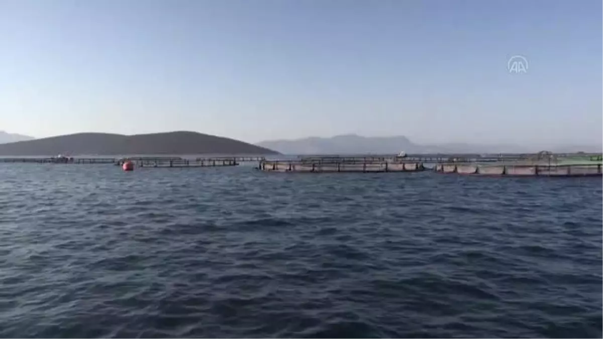 Muğla\'nın su ürünleri ihracatı geçen yıl 500 milyon doları aştı