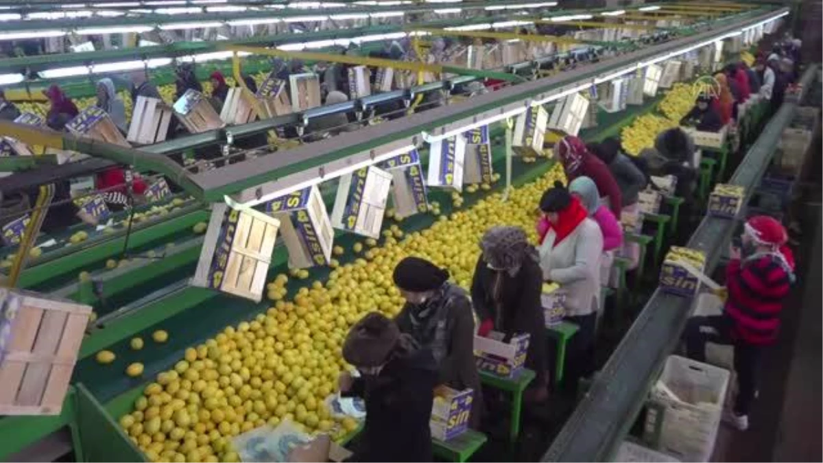 Türkiye\'nin yaş meyve ve sebze ihracatını geçen yıl 5 ürün sırtladı