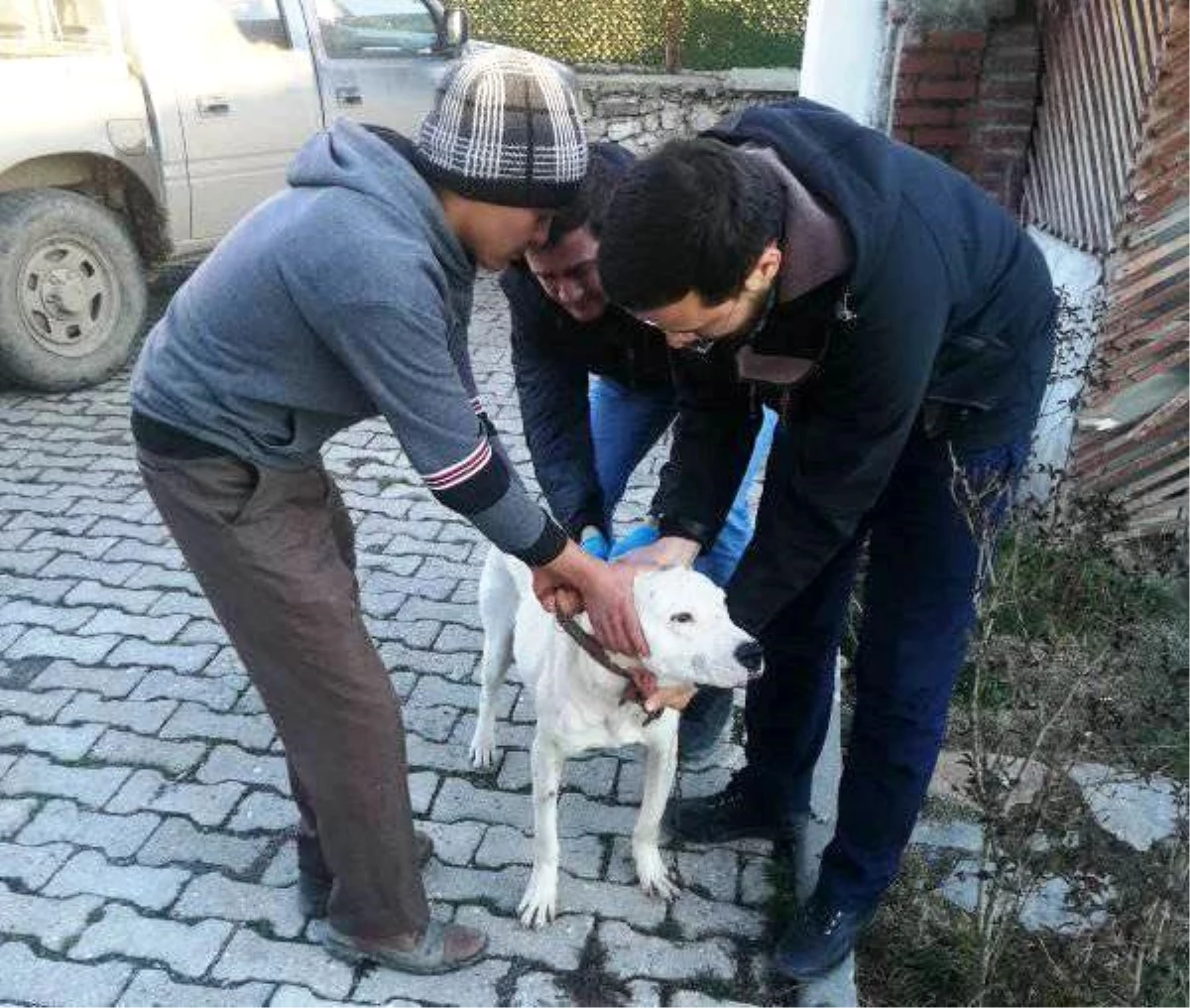 Aslanapa\'da "Yasaklı ırk" köpekler kayıt altına alınıyor