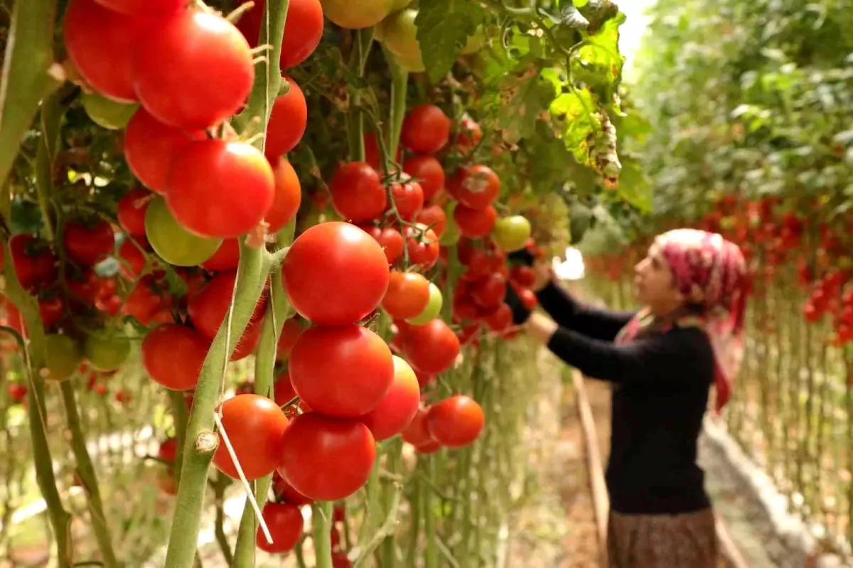 Burdur\'da yayla seracılığında Türkiye birinciliği hedefi