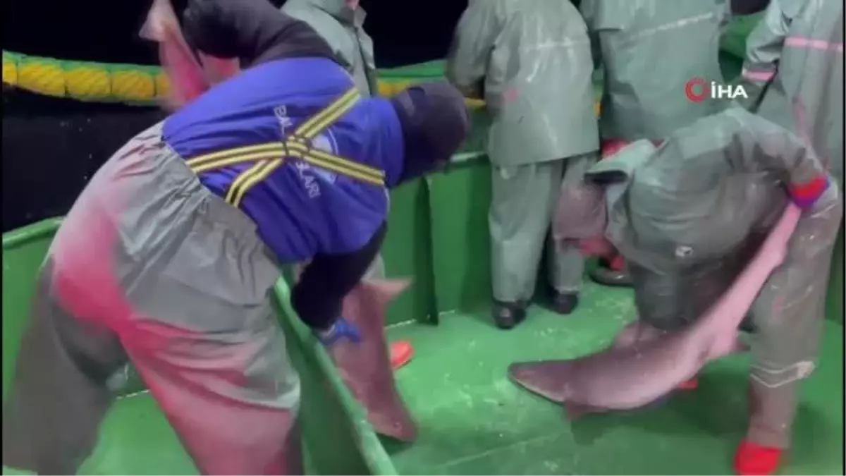 Çanakkale'de ağlara takılan köpek balıkları denize salındı