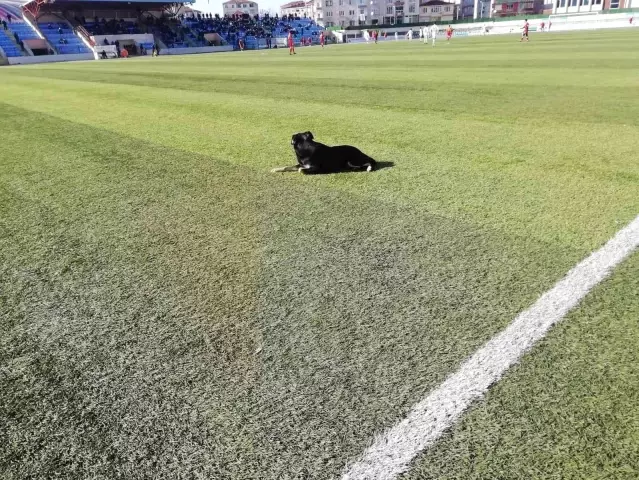 Çorlu'daki maçta sahaya giren köpek gülümsetti