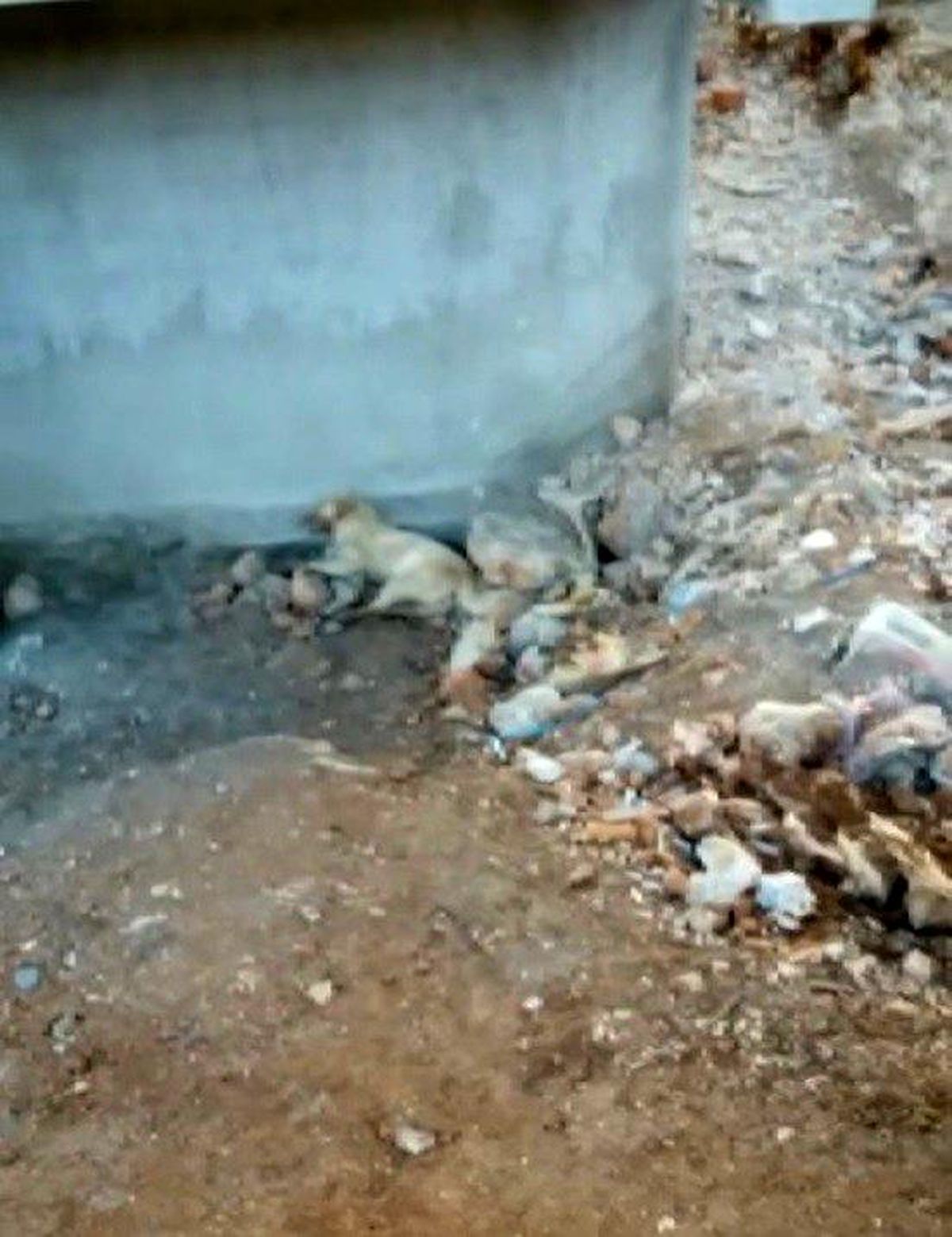 Isparta\'da 2 köpeğin zehirlendiği iddia edildi