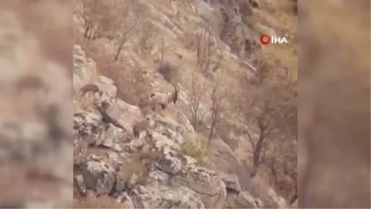 Kırmızı listede bulunan dağ keçileri Eruh\'ta görüntülendi