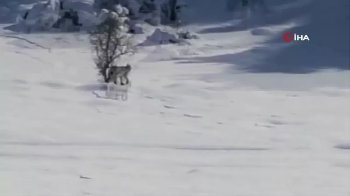 Konya\'da sürücüler dondurucu soğuklarda yiyecek arayan yaban hayvanlarını görüntüledi
