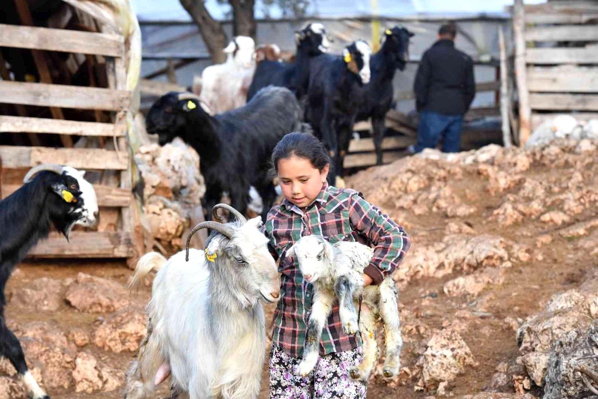 Konyaaltı\'nda hayvanlar için bin 200 dekar gübre