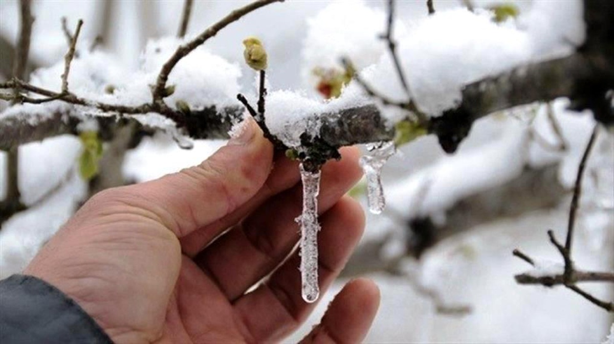 Meteorolojiden Aydın için zirai don uyarısı