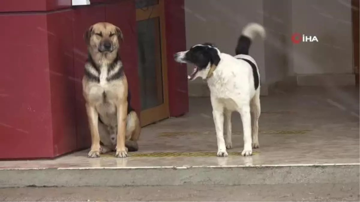 Şiddette maruz kalan köpek, öğrenci yurdunun maskotu oldu