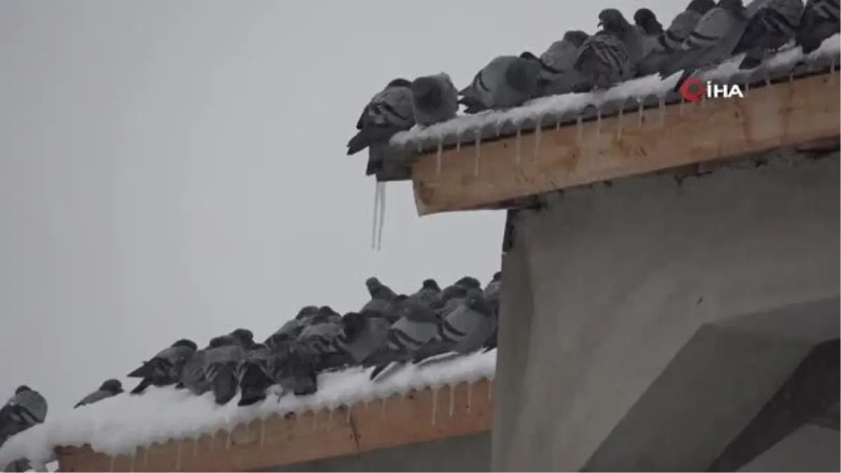 Van\'ın gizli insan hazinesi... Her yıl kuşlar aç kalmasın diye 3 ton yem alıyor