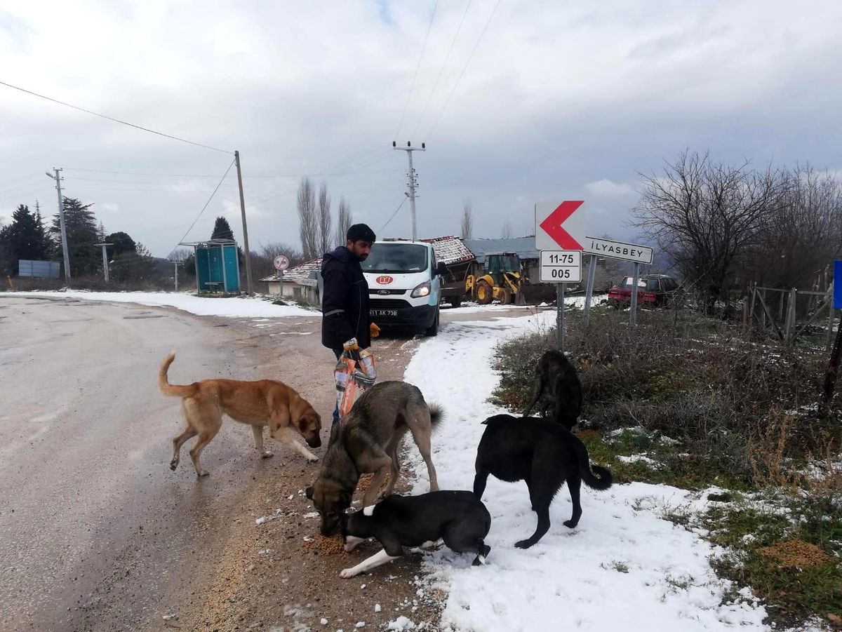 Bilecik\'te sokak hayvanları unutulmadı