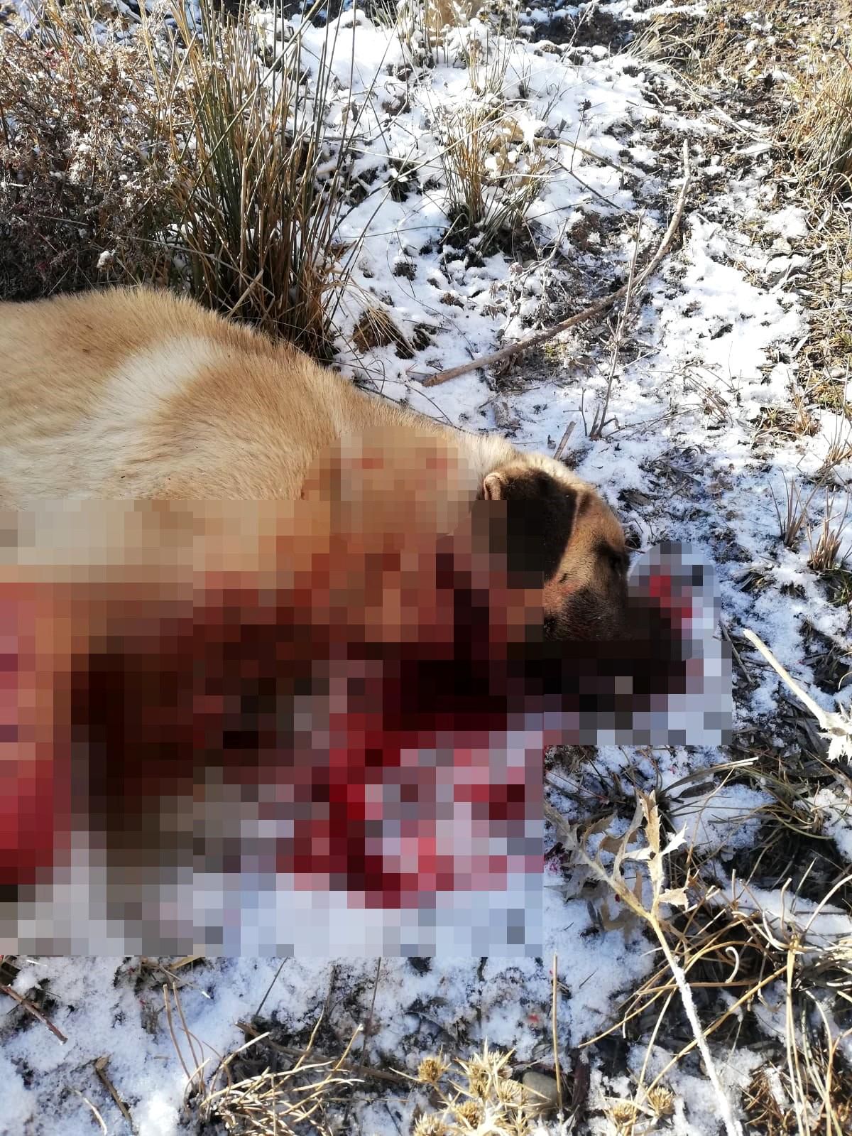 Çocuğu gibi sevdiği köpeği canice öldürüldü, konuyu yargıya taşıdı