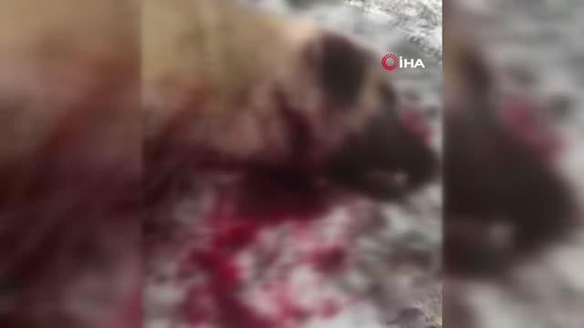 Çocuğu gibi sevdiği köpeği canice öldürüldü, konuyu yargıya taşıdı