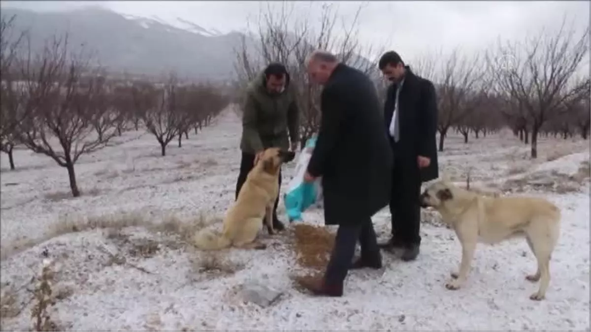 Doğanşehir Belediyesi sokak hayvanları için mama dağıttı