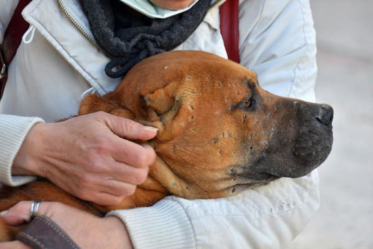 KADERİNE TERK EDİLEN YASAKLI IRK KÖPEKLER İÇİN NÖBETTELER