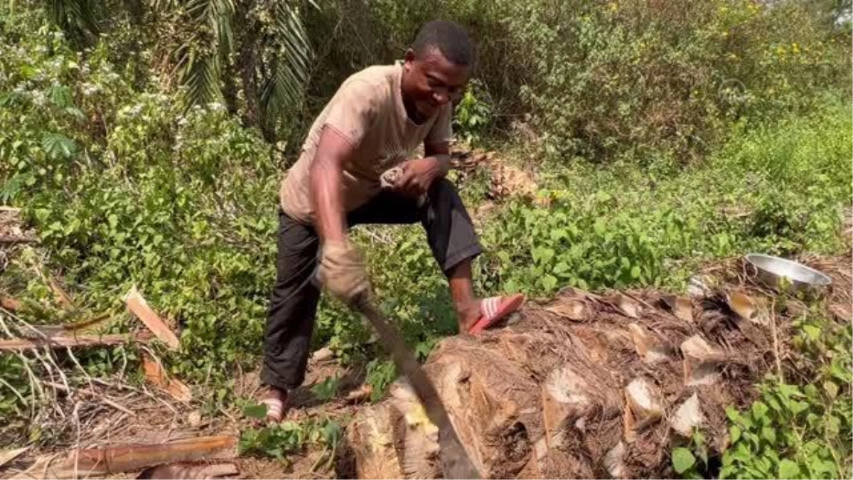 Kamerun mutfağının en çok tüketilen besini: Palmiye solucanı