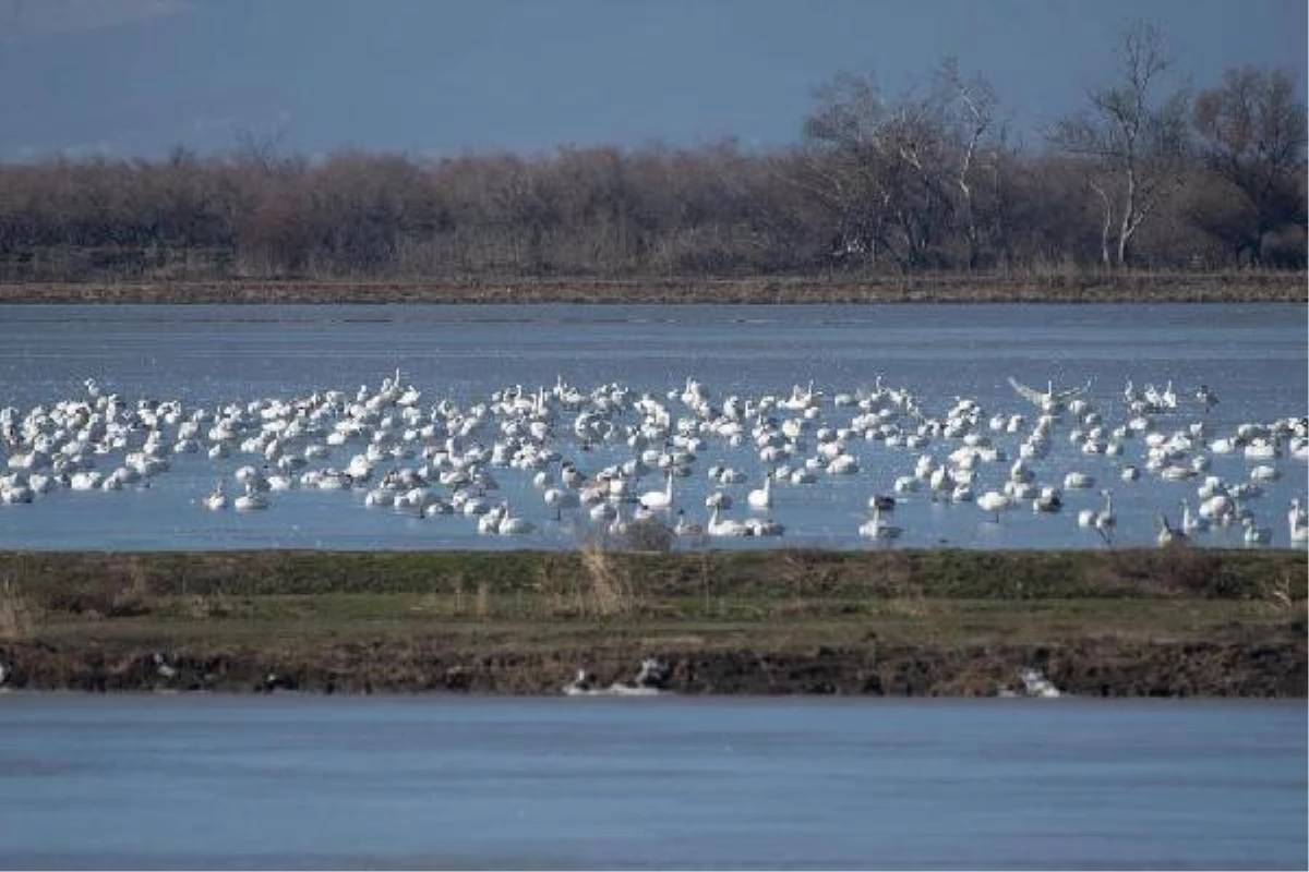 Meriç Deltası\'nda 40 bin su kuşu yaşıyor