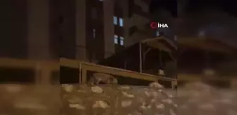 Yemeklerini bölüşen tilki ile kedi kamerada