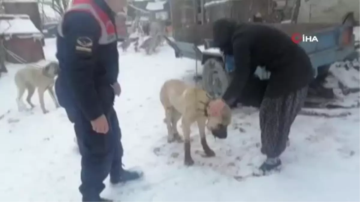 Av tüfeği ile vurulan kangal köpeği tedaviye alındı