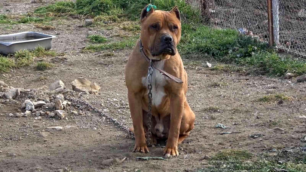 Aydın\'da 537 adet \'tehlike arz eden köpek\' kayıt altına alındı