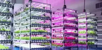 Batı Java'da kapalı alanda sebze yetiştiriciliği