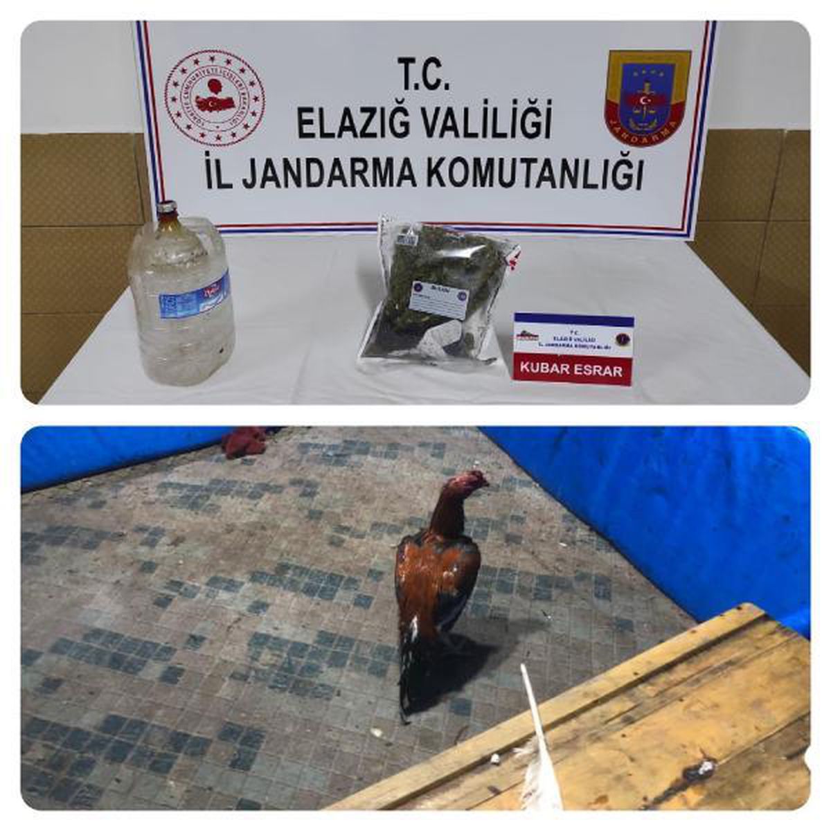 ELAZIĞ'DA HOROZ DÖVÜŞTÜREN 17 KİŞİYE PARA CEZASI