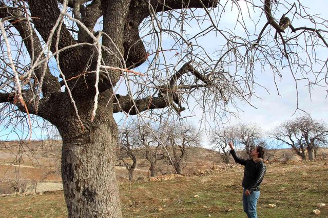 Fiyatı altınla yarışıyor, ürün veren ağaçlar koruma altına alınıyor