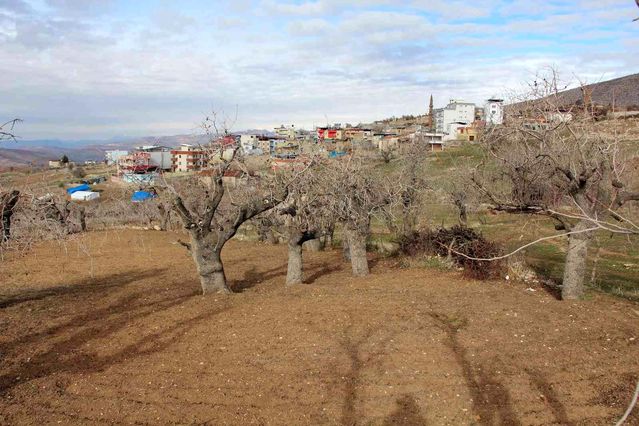 Fiyatı altınla yarışıyor, ürün veren ağaçlar koruma altına alınıyor