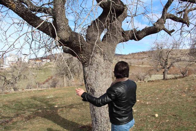 Fiyatı altınla yarışıyor, ürün veren ağaçlar koruma altına alınıyor