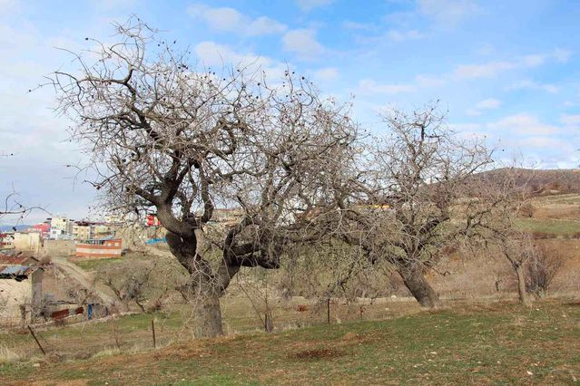 Fiyatı altınla yarışıyor, ürün veren ağaçlar koruma altına alınıyor