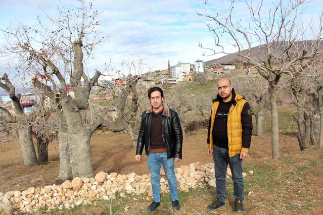 Fiyatı altınla yarışıyor, ürün veren ağaçlar koruma altına alınıyor