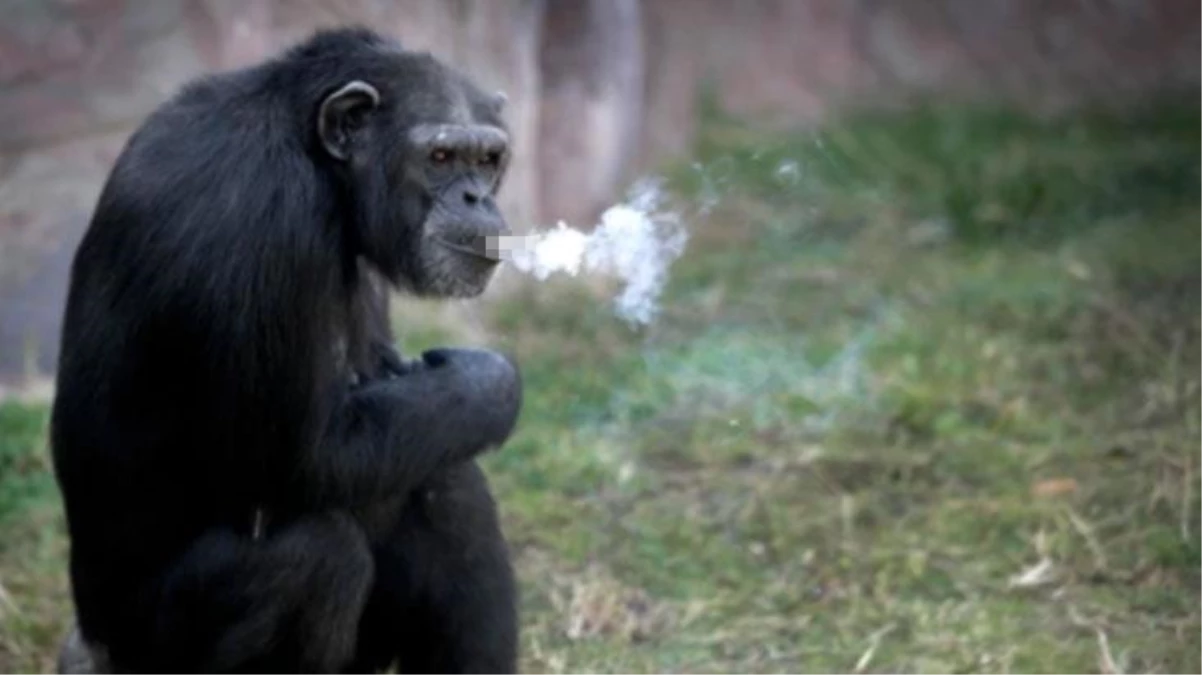 Günde 40 paket sigara içen şempanze Açelya\'nın hikayesi