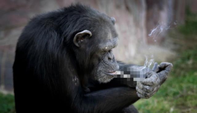 Günde paket 40 paket sigara içen şempanze Açelya'nın kahreden hikayesi