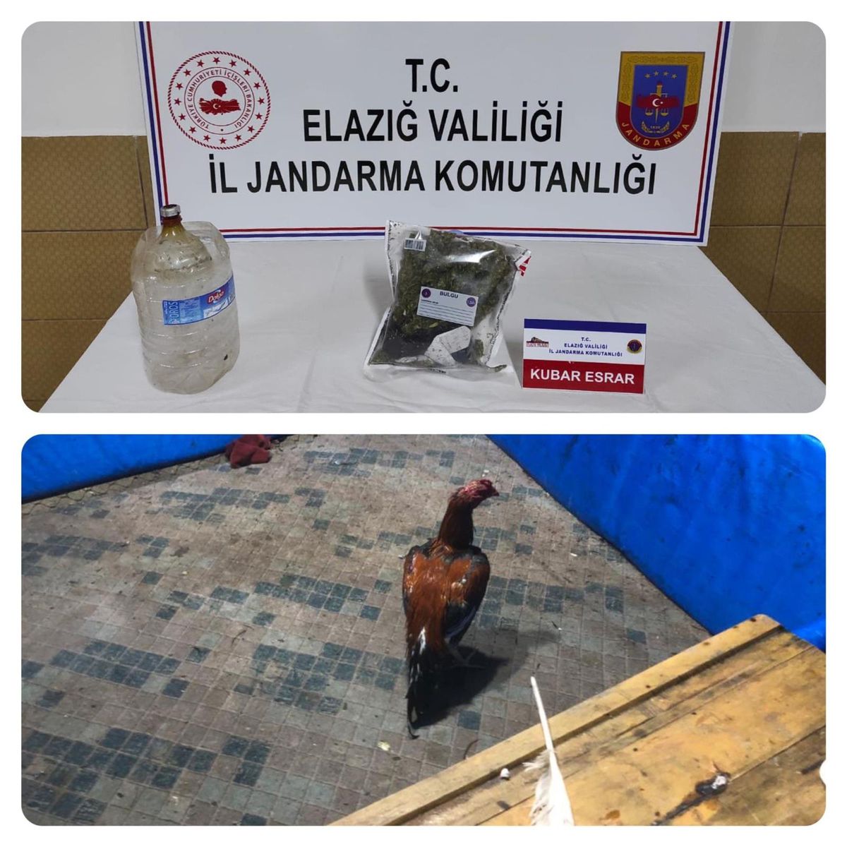 Son dakika haberleri | Horoz dövüşü operasyonu: 17 kişi yakalandı