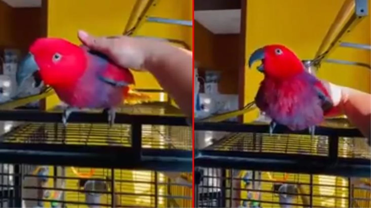 Telefon zil seslerini taklit eden papağan sosyal medyada gündem oldu