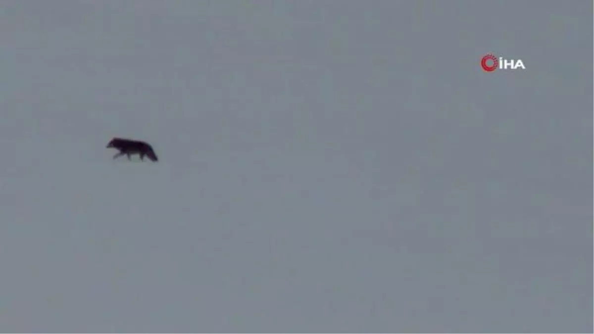 Kars'ta aç kalan kurt yerleşim alanına indi