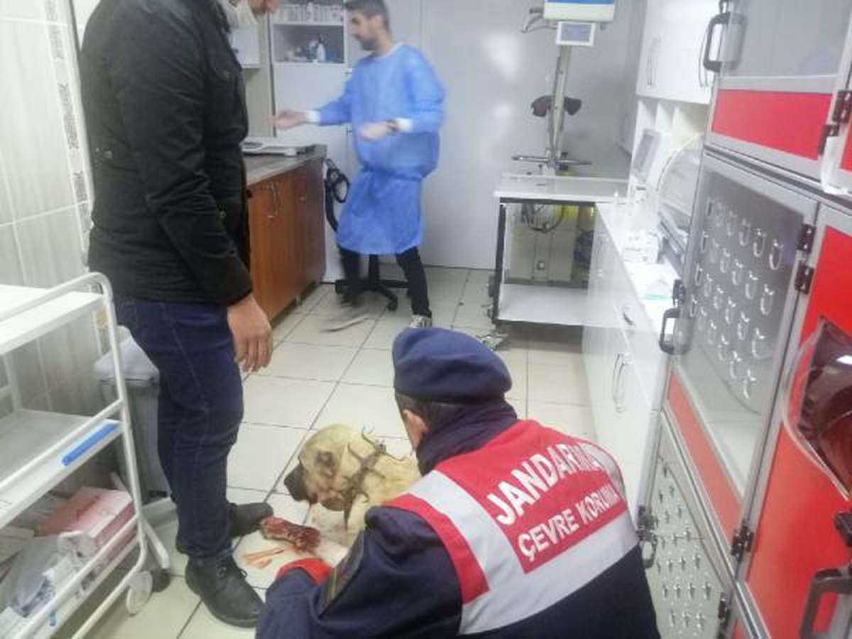 Kendisine havladı, diye köpeği tüfekle vurdu