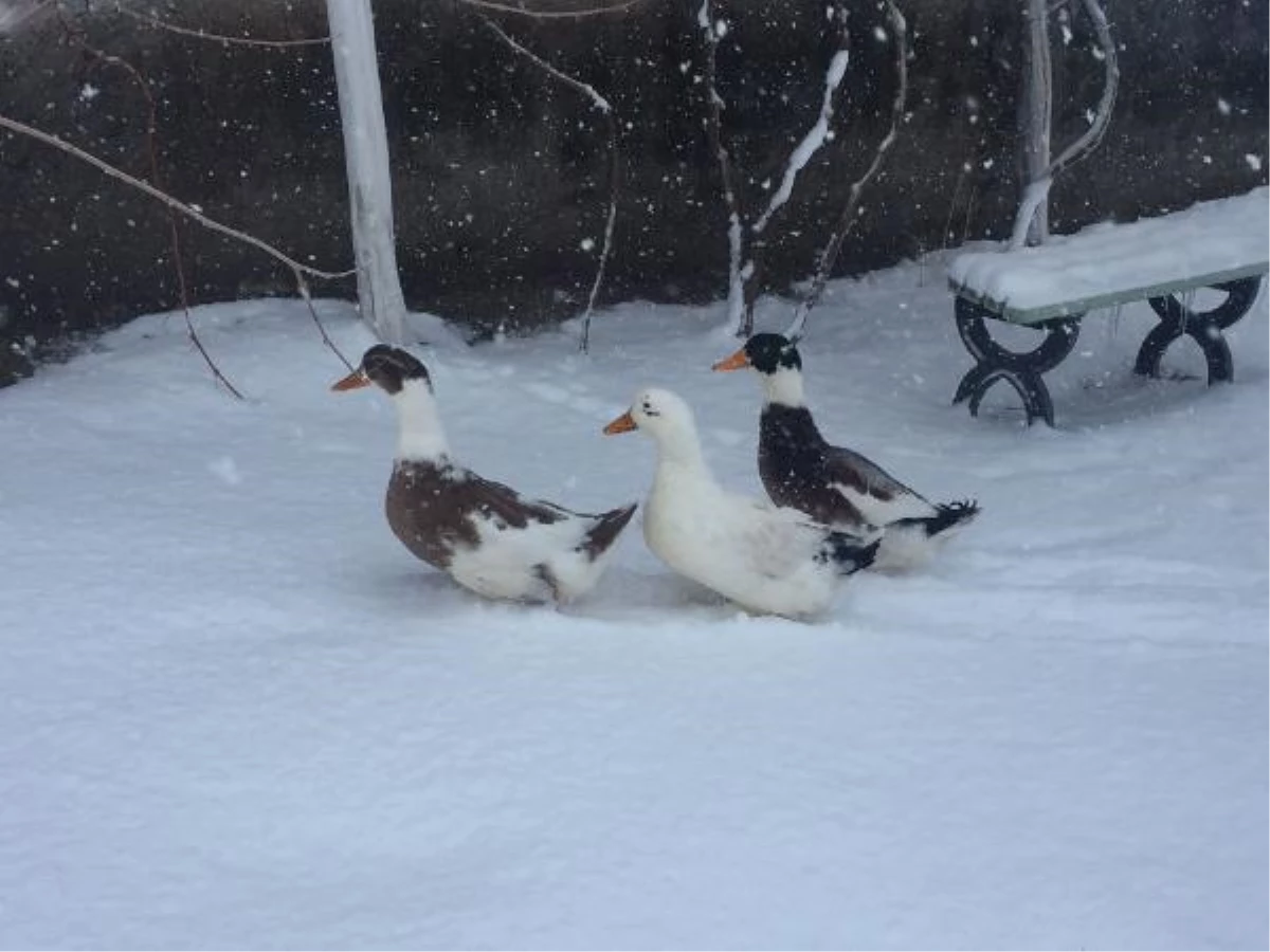 Konya'nın 8 ilçesi ile Karaman merkezde yüz yüze eğitime kar engelli