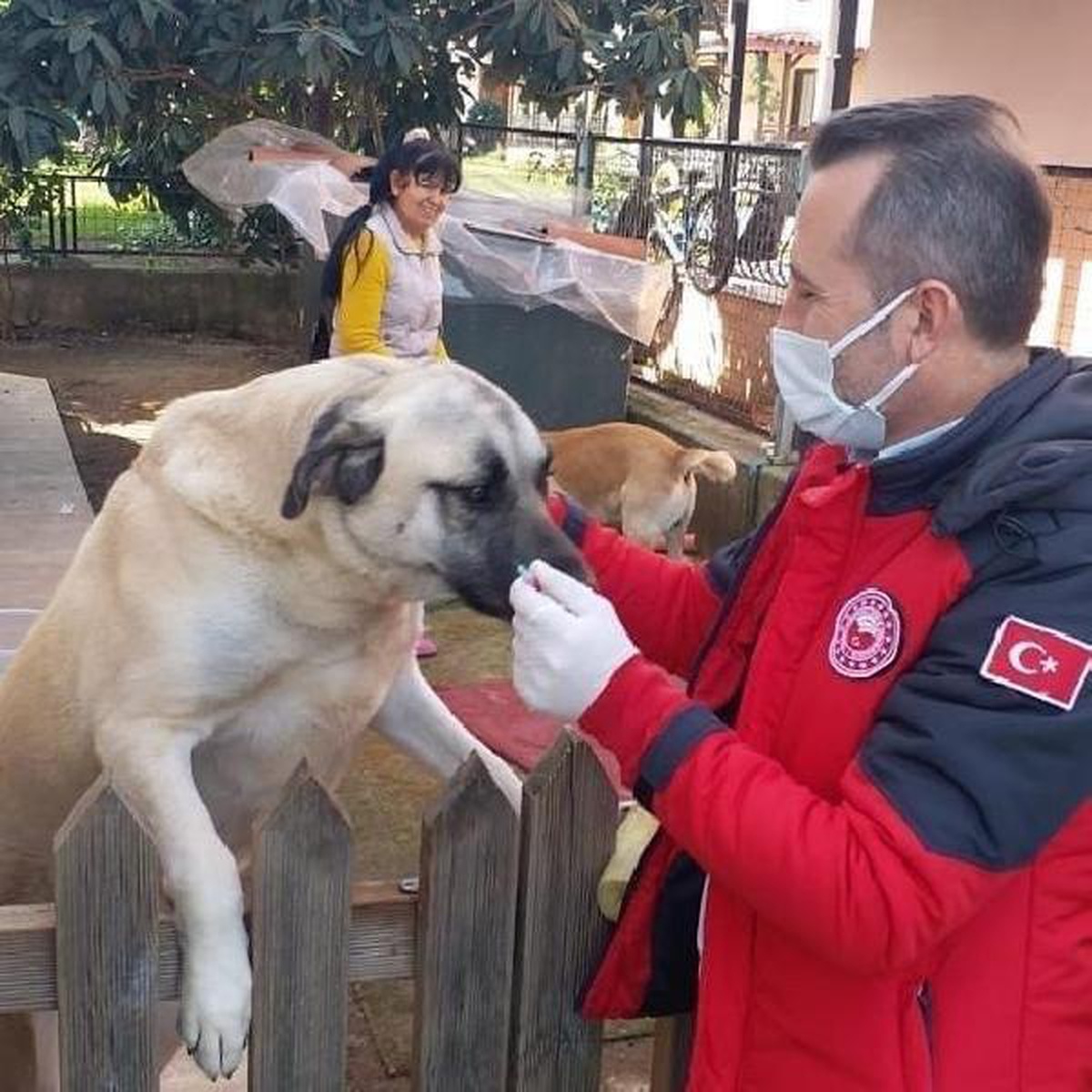 Muğla\'da, tehlike arz eden 1075 köpek kayıt altına alındı