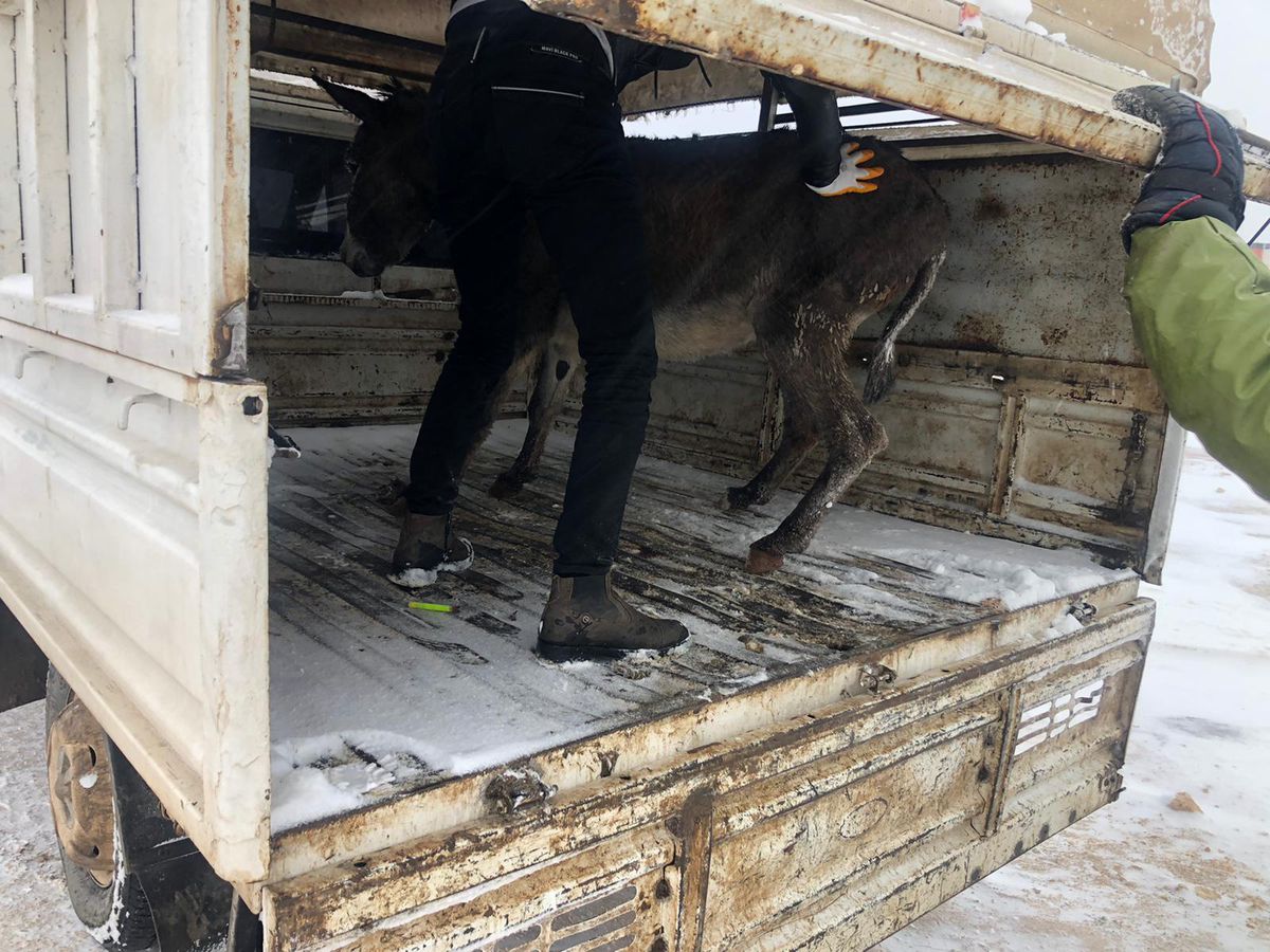 Şanlıurfa'da soğuk havadan etkilenen sokak hayvanları koruma altına alındı