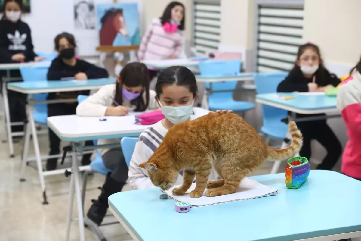 Soğuktan kurtarılan kedi Bilgi Evi\'nin maskotu oldu