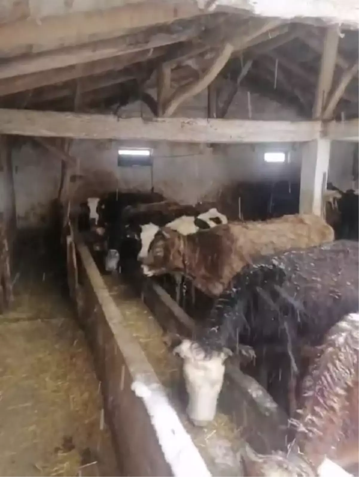 Üzerinde biriken kar nedeniyle ahır çöktü; mahsur kalan hayvanlar kurtarıldı