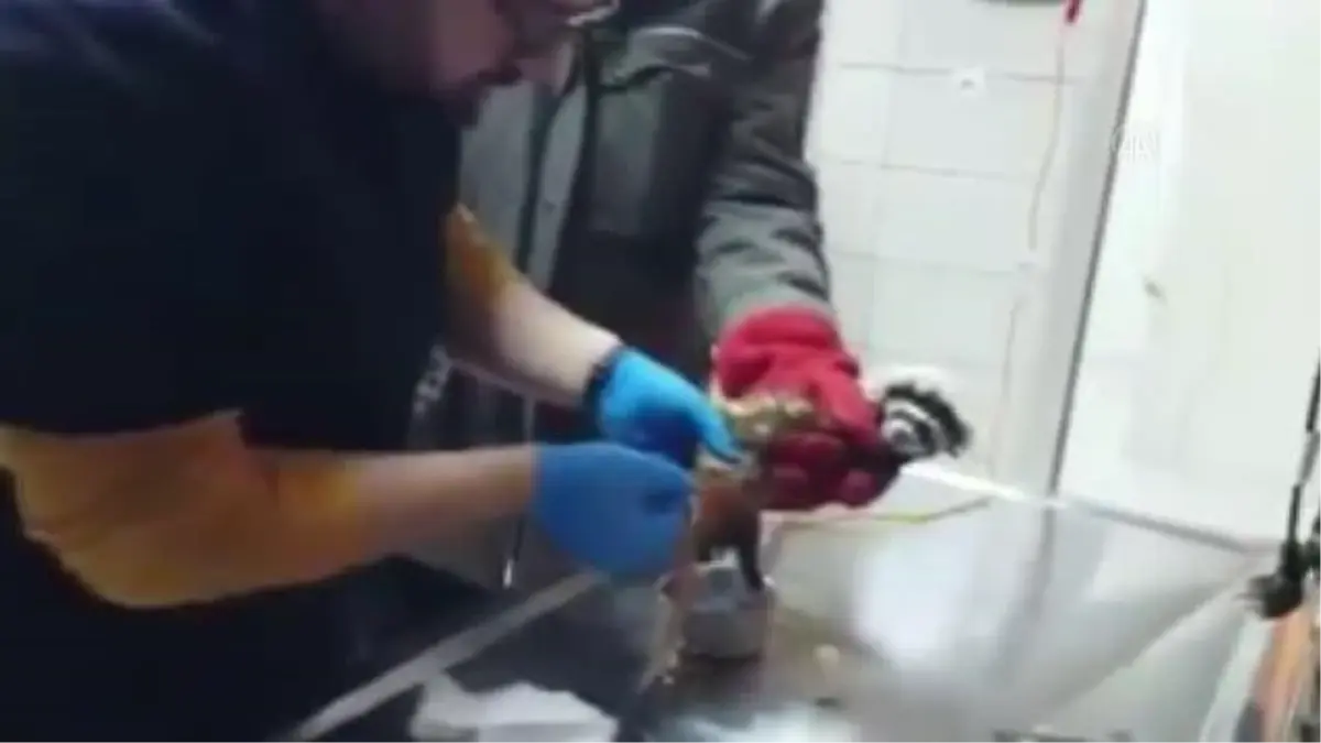 AFYONKARAHİSAR - Köpeklerin saldırısına uğrayan alaca sansar tedaviye alındı