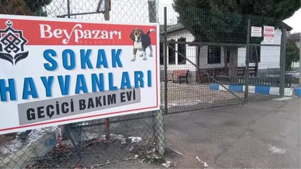 Beypazarı Belediyesinden sokak hayvanları için geçici barınak