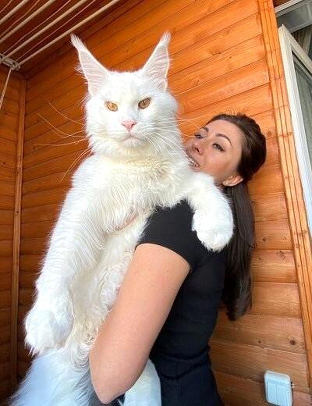 Dev kedi Kefir\'i görenler köpek sanıyor