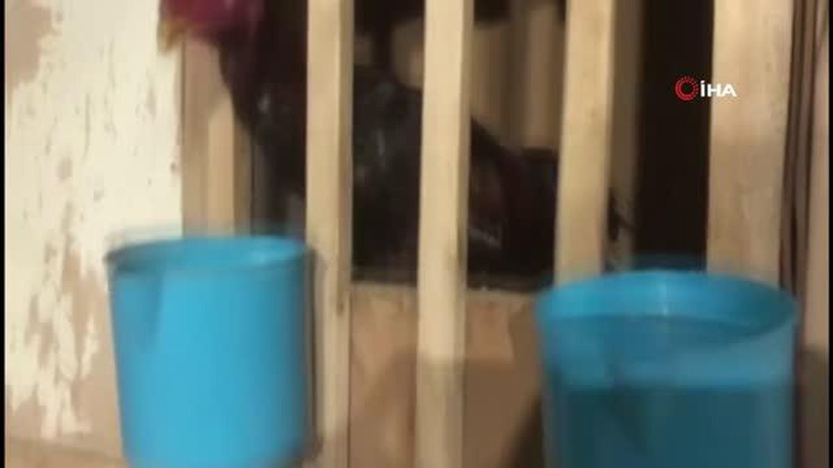 Son dakika haber... Elazığ'da horoz dövüşü operasyonu: 17 kişi yakalandı