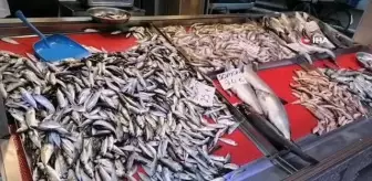 Giresunlu balıkçıların hamsi isyanı